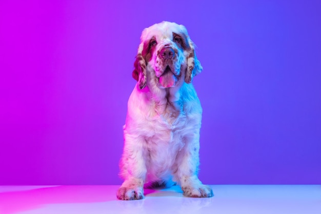 Lindo cão grande calmo branco Clumber posando isolado sobre fundo de estúdio azul rosa gradiente no filtro de luz neon Conceito de ação de movimento animais de estimação amam a vida animal