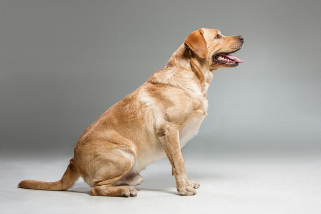 Lindo cão labrador