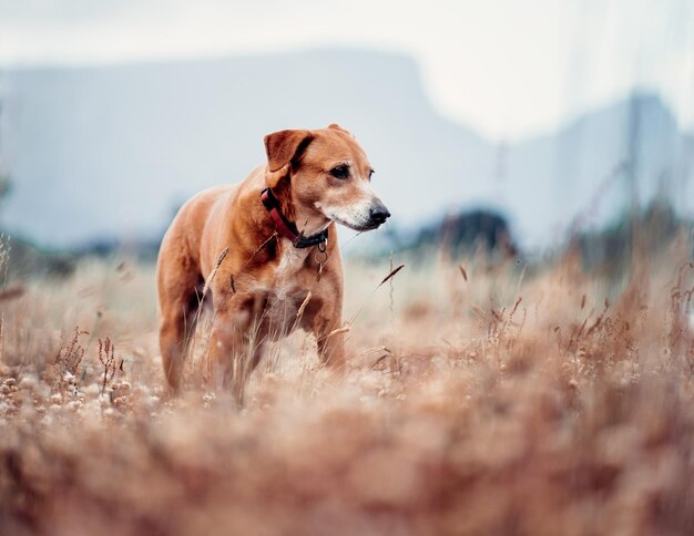 Lindo cão marrom Rhodesian Ridgeback em um campo