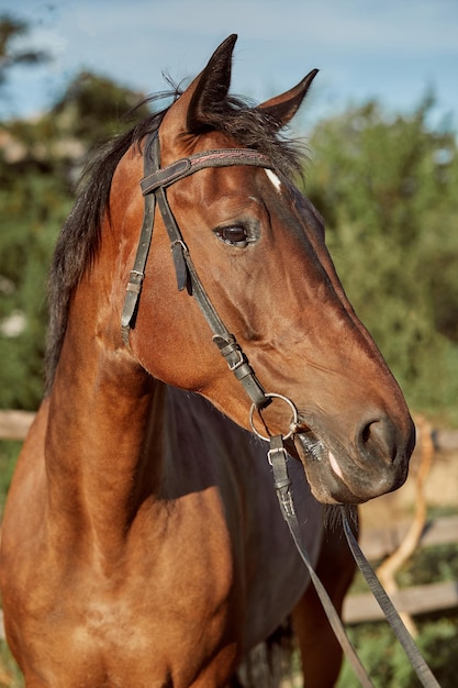 Lindo cavalo castanho, close-up do focinho, aparência bonita, juba, plano de fundo do campo de atletismo, curral, árvores. Cavalos são animais maravilhosos
