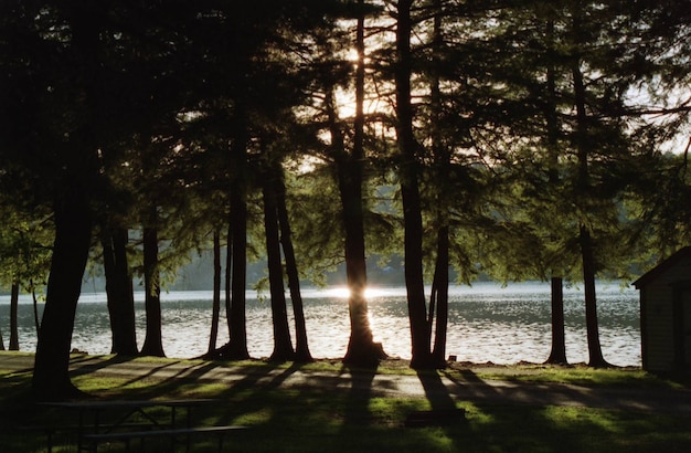 Foto grátis lindo cenário de árvores com lago