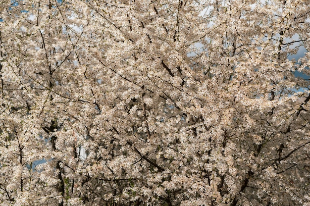 Lindo cenário de muitas árvores com cerejeiras brancas