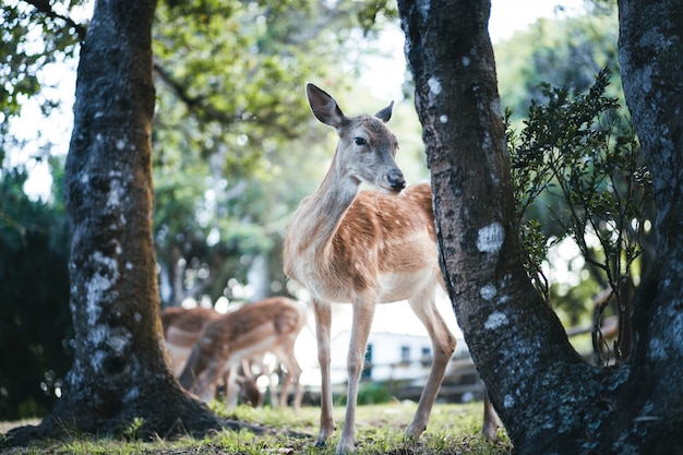 Lindo cervo selvagem na natureza