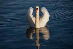Foto grátis lindo cisne branco nadando pacificamente na água