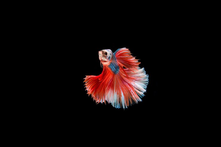 Foto grátis lindo colorido de peixe betta siamês
