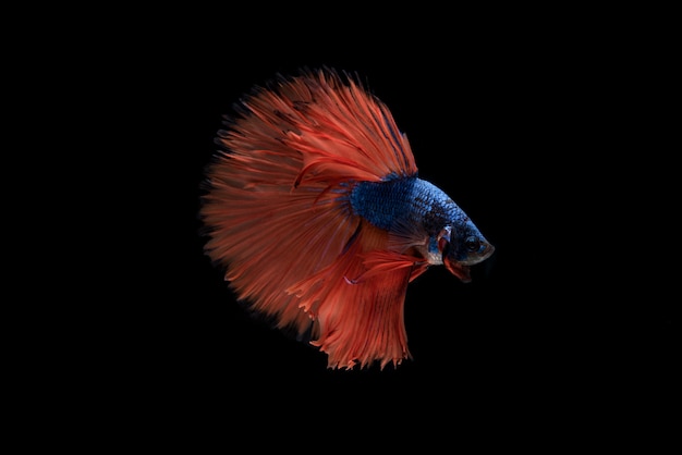 Lindo colorido de peixe betta siamês