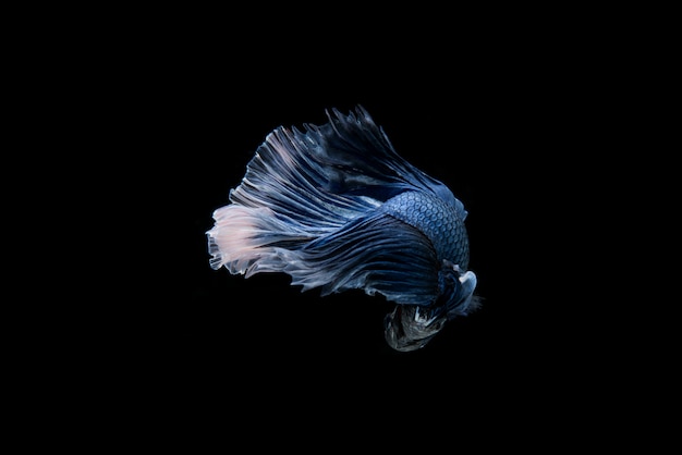 Lindo colorido de peixe betta siamês