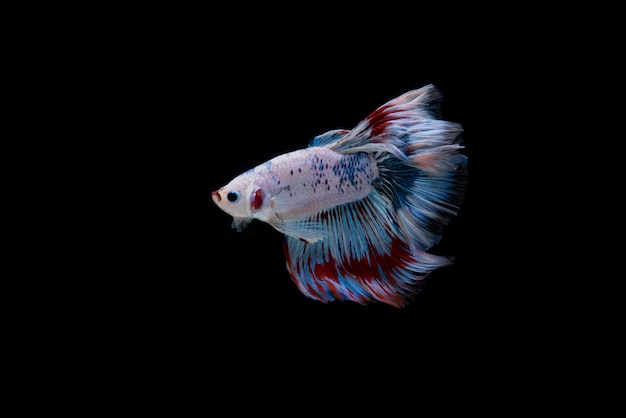 Foto grátis lindo colorido de peixe betta siamês