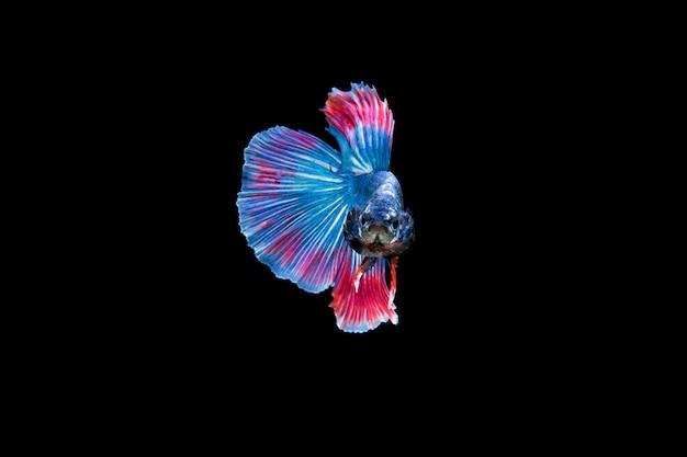 Foto grátis lindo colorido de peixe betta siamês