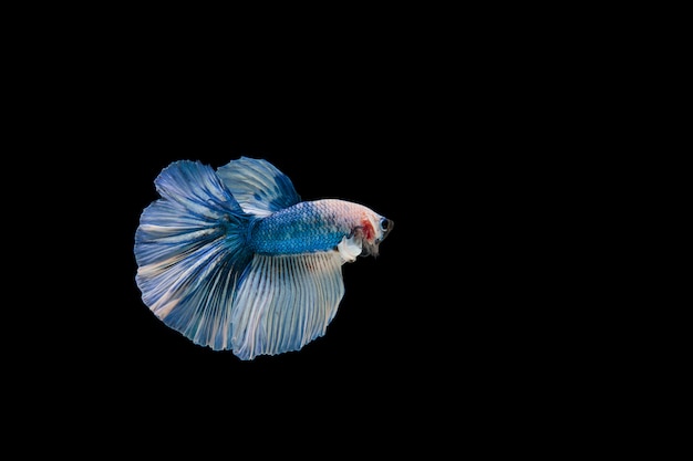 Lindo colorido de peixe betta siamês