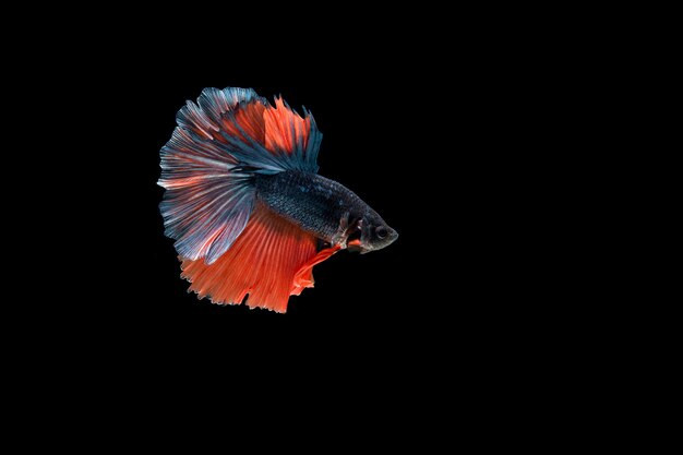 Lindo colorido de peixe betta siamês