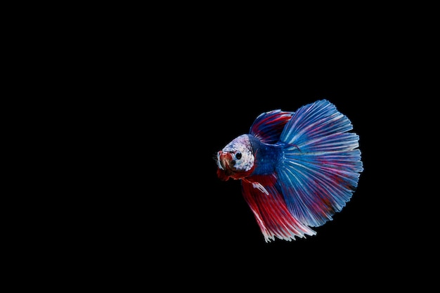 Lindo colorido de peixe betta siamês