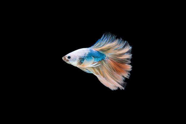 Lindo colorido de peixe betta siamês