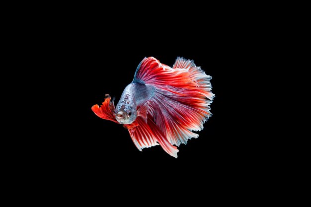 Lindo colorido de peixe betta siamês