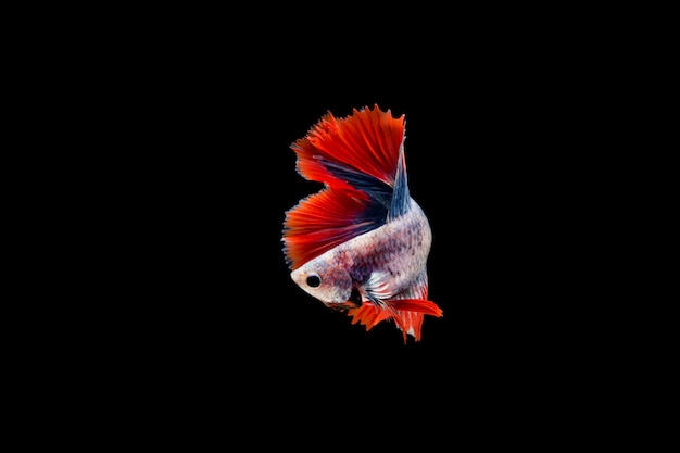 Lindo colorido de peixe betta siamês