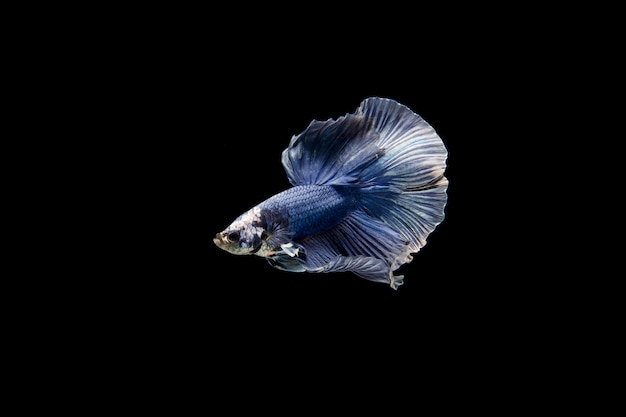 Lindo colorido de peixe betta siamês