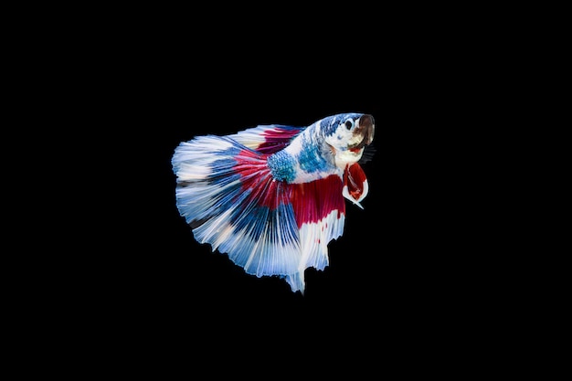 Foto grátis lindo colorido de peixe betta siamês