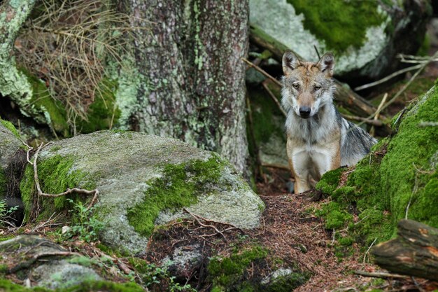 Lindo e esquivo lobo eurasiático na colorida floresta de verão