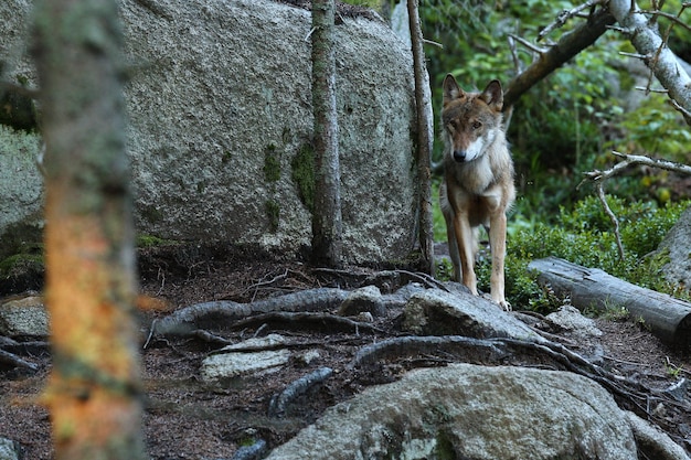 Lindo e esquivo lobo eurasiático na colorida floresta de verão Foto Premium