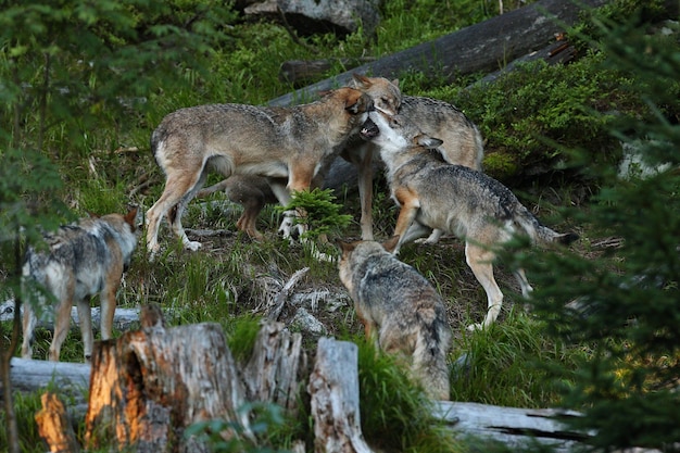 Lindo e esquivo lobo eurasiático na colorida floresta de verão