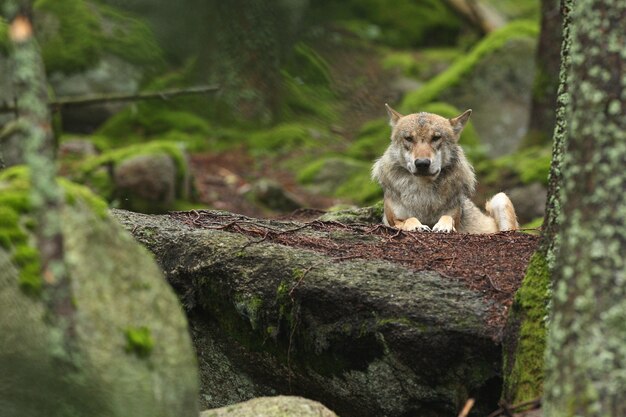 Lindo e esquivo lobo eurasiático na colorida floresta de verão