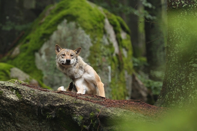 Lindo e esquivo lobo eurasiático no colorido verão