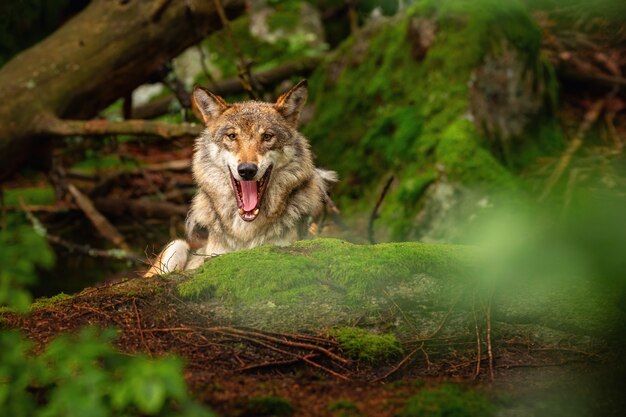 Lindo e esquivo lobo eurasiático no colorido verão