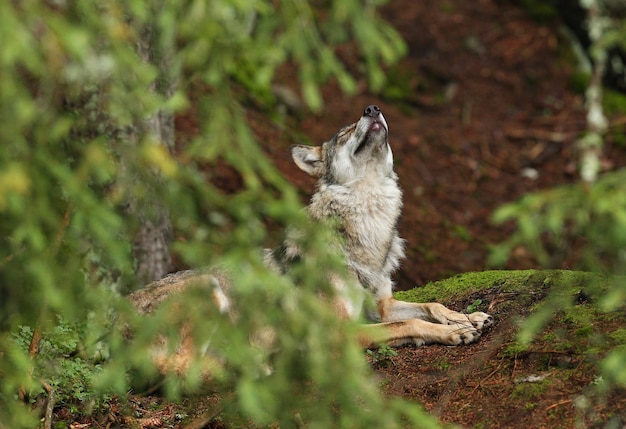 Foto grátis lindo e esquivo lobo eurasiático no colorido verão