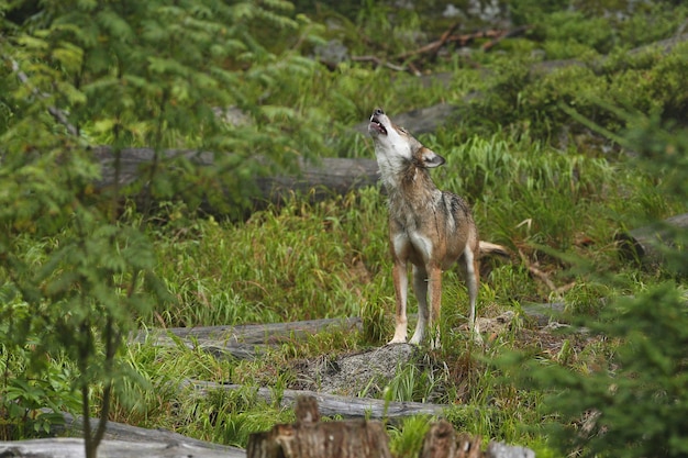 Lindo e esquivo lobo eurasiático no colorido verão