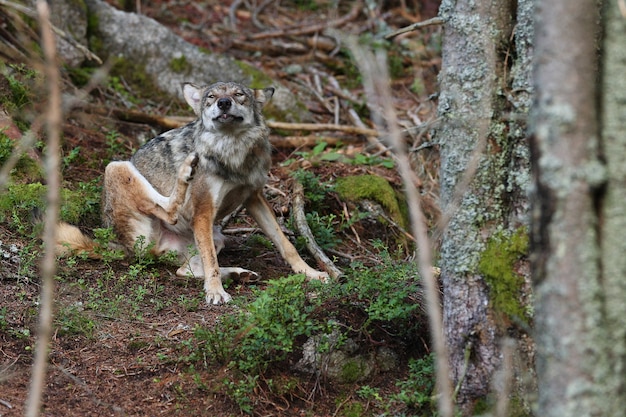 Lindo e esquivo lobo eurasiático no colorido verão Foto gratuita