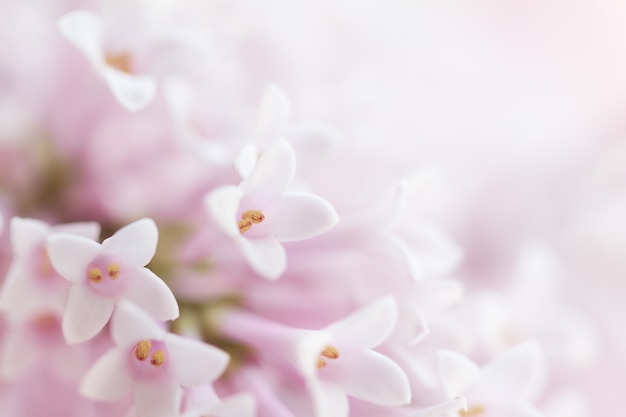 Lindo e suave e delicado fundo de flores com pequenas flores rosa. Horizontal. Espaço de cópia.