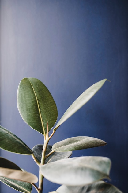 Lindo fundo de planta de borracha verde na parede preta