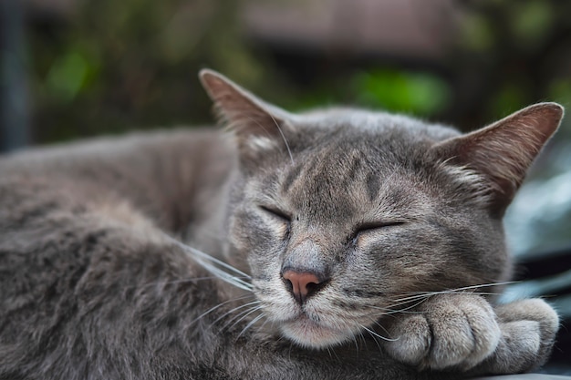 Lindo gato adormecido em casa animal de estimação tailandês tirar uma soneca em um carro, animal doméstico