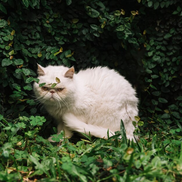 Lindo gato branco na natureza