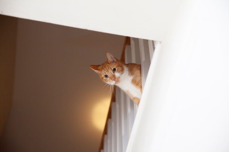 Foto grátis lindo gato em casa