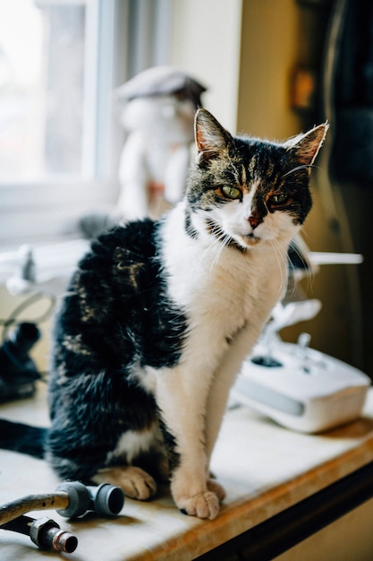 Lindo gato malhado em casa