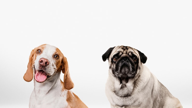 Foto grátis lindo grupo de animais