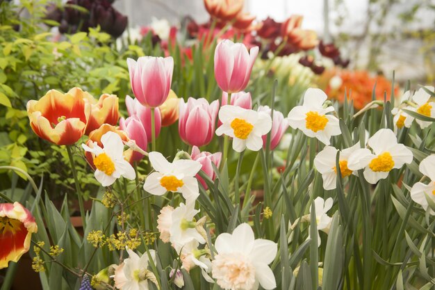 Lindo jardim com tulipas coloridas e flores de narciso