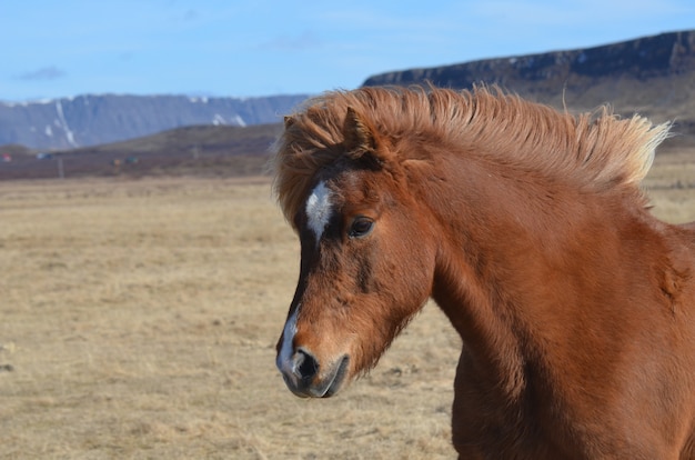 Lindo jovem cavalo islandês na Islândia.