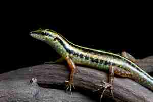 Foto grátis lindo lagarto de lagarto de árvore com listras de ouro no galho com fundo preto