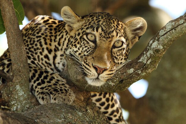 Lindo leopardo africano em um galho de uma árvore