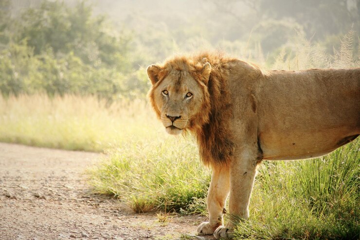 Foto grátis lindo majestoso leão andando em um campo