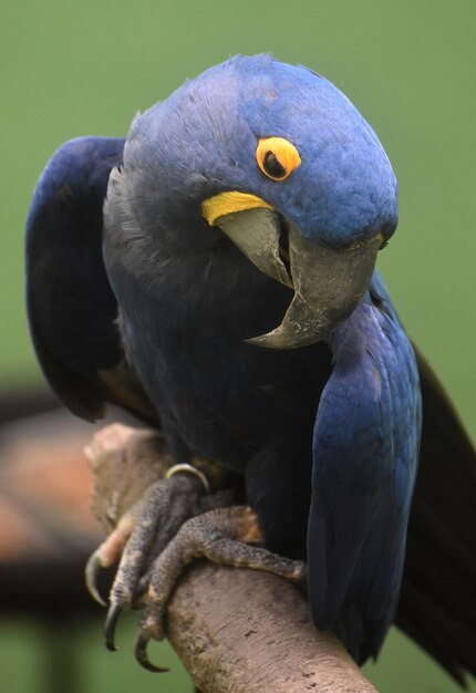 Lindo papagaio de arara-azul-jacinto de perto