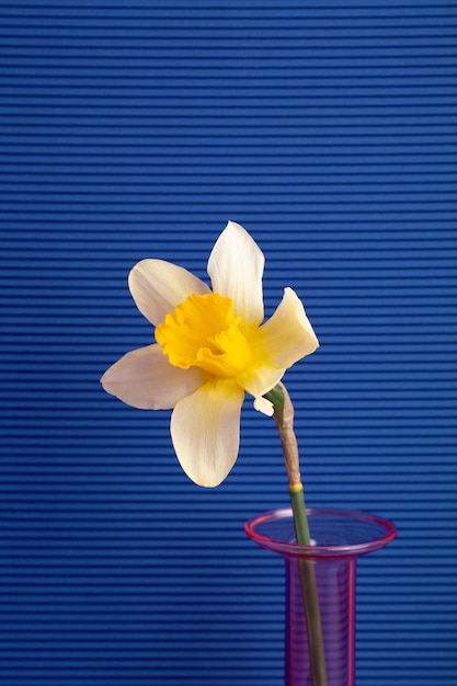Foto grátis lindo papel de parede primavera com narciso