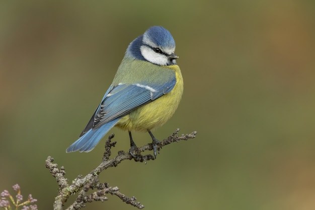 Lindo pássaro Chapim-azul empoleirado em um galho na floresta