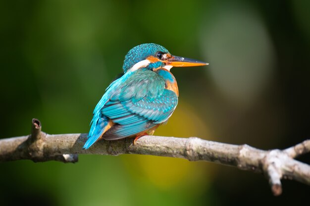 Lindo pássaro martim-pescador azul em um galho