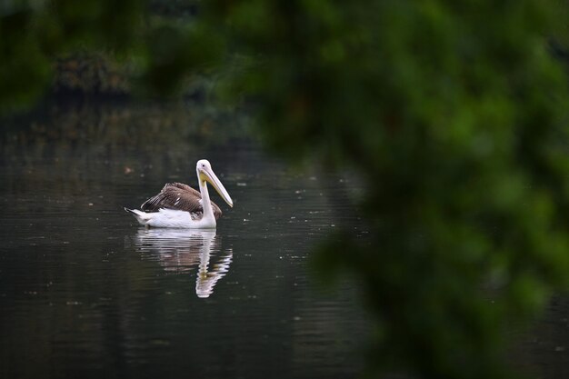 Lindo pássaro pelicano no lago escuro