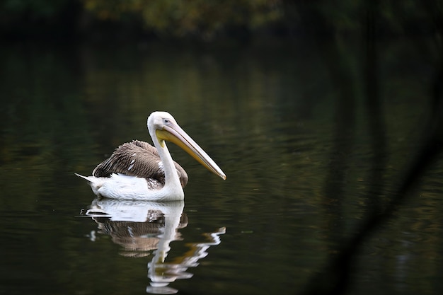 Lindo pássaro pelicano no lago escuro