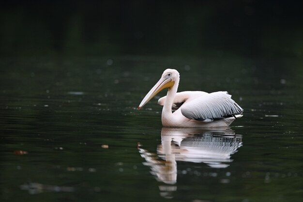 Lindo pássaro pelicano no lago escuro