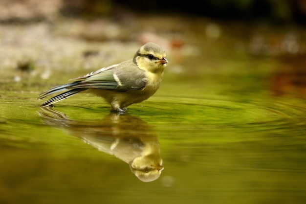 Lindo pássaro robin europeu refletindo sobre um lago durante o dia